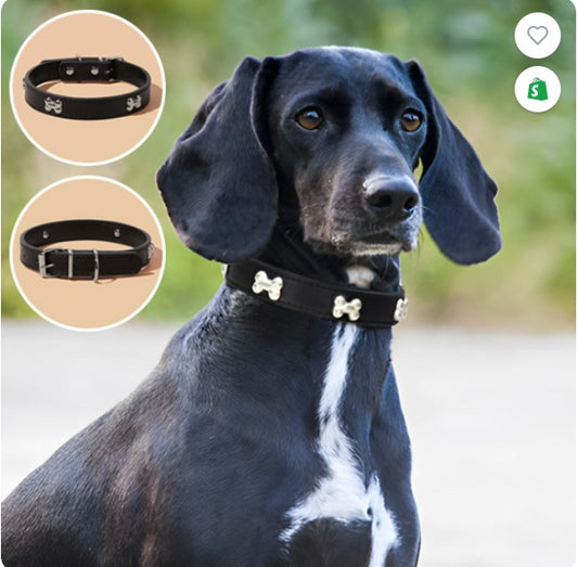 Collier pour chien | Résistant et Confortable