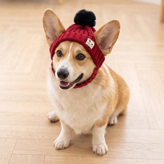 Bonnet pour chien​ gorky assis dans le salon avec son bonnet rouge