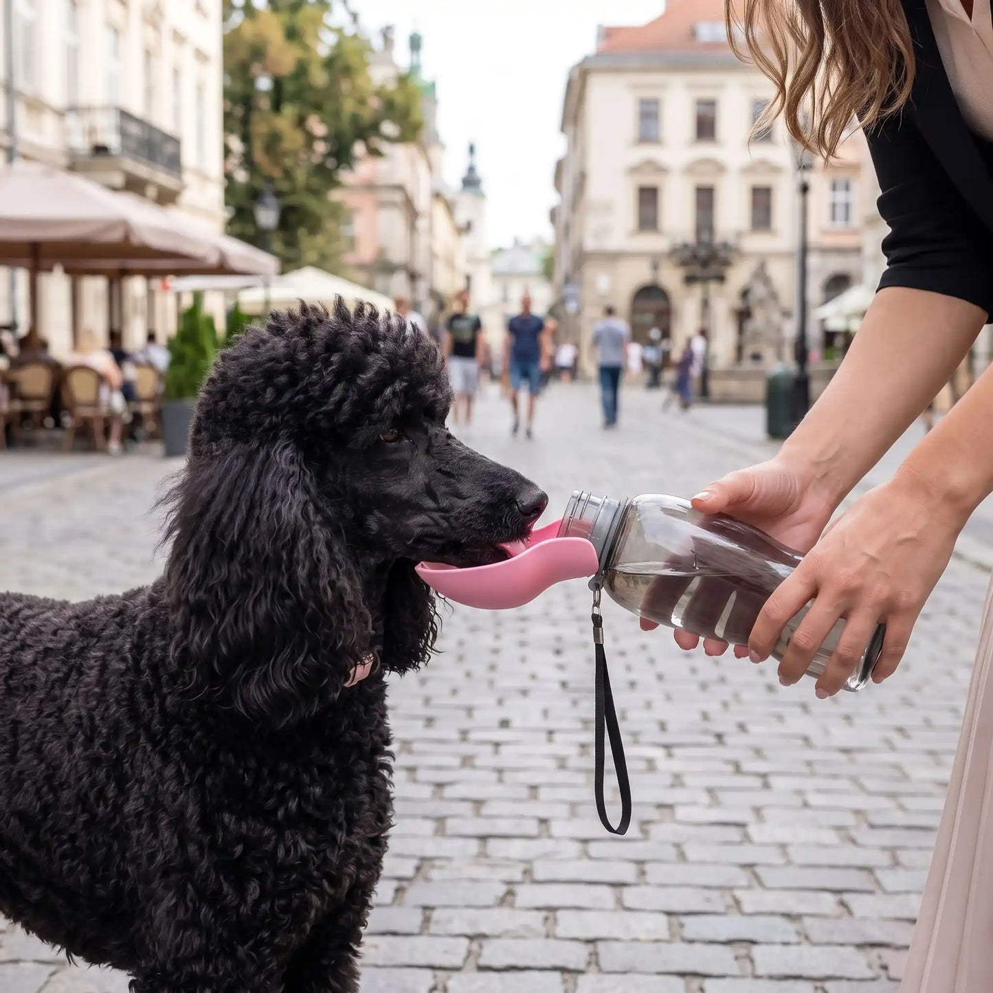 caniche royale s'abreuvant avec sa gourde durant la promenade au centre ville
