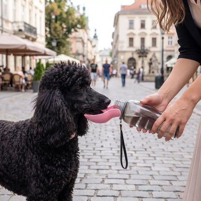 caniche royale s'abreuvant avec sa gourde durant la promenade au centre ville