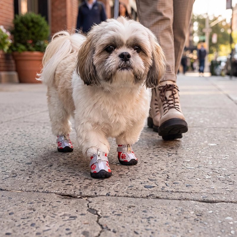 Chaussure pour Chien shih tzu en balade avec ses chaussures rouge au centre ville