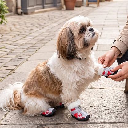 Chaussure pour Chien shih tzu entrain de se faire mettre des chaussures rouge au centre ville
