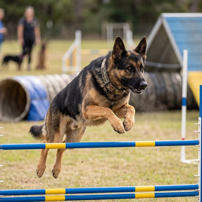 Collier Chien berger allemand en entrainement avec son collier camouflage