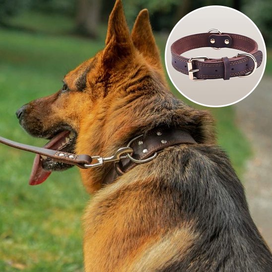 Collier chien berger allemand en promenade avec son collier en cuir brun