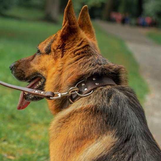 Collier chien  berger allemand montrant fièrement son collier en cuir brun