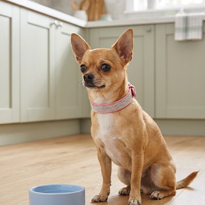Collier Chien Boucle ardillon métallique ajustable avec plusieurs crans de réglage