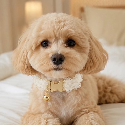 Collier Chien caniche toy fier avec son collier blanc et sa clochette