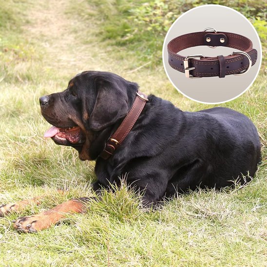Collier chien chien de grande race noir couché dans l'herbe avec son collier en cuir brun