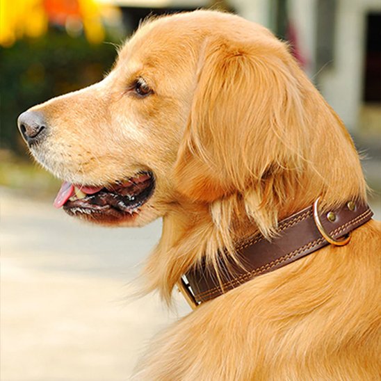 Collier chien chien golden retriver avec son collier en cuir brun