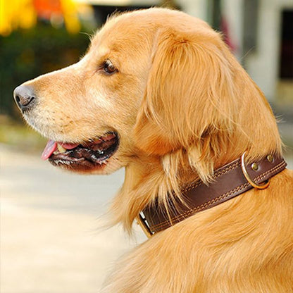 Collier chien chien golden retriver avec son collier en cuir brun