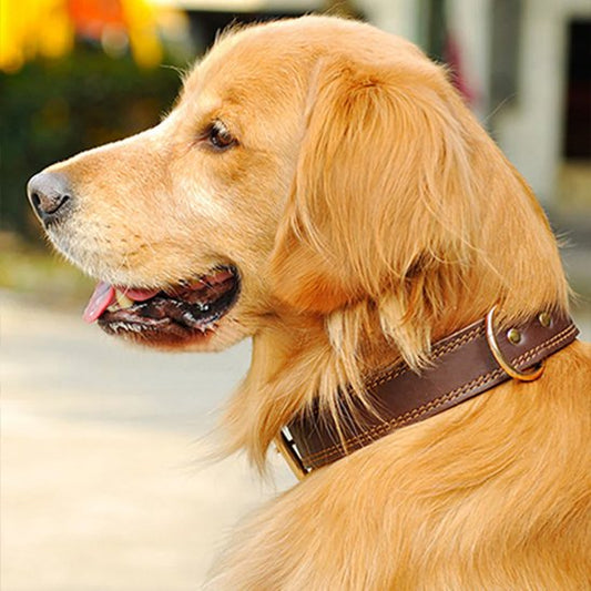 Collier chien chien golden retriver avec son collier en cuir brun