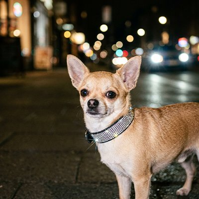 Collier Chien Coutures renforcées garantissant solidité et longévité du produit