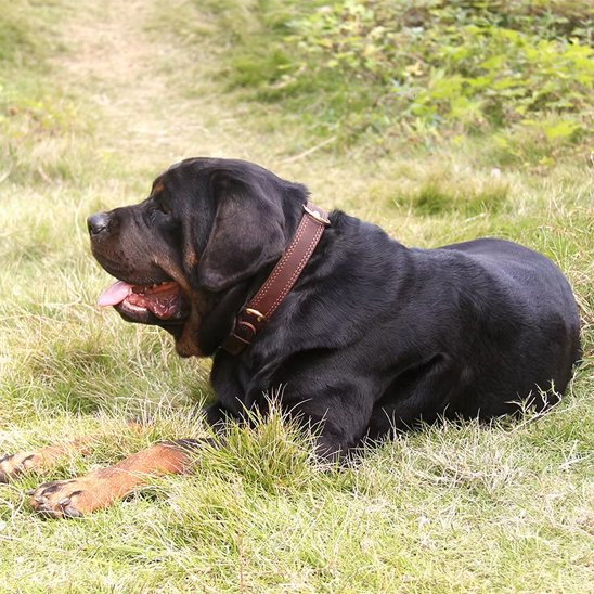 Collier chien de grande race coucher avec son collier en cuir brun