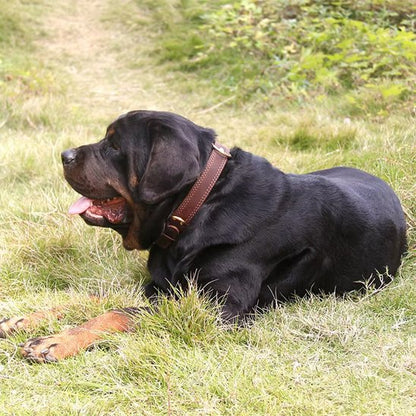 Collier chien de grande race coucher avec son collier en cuir brun