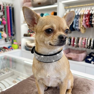Collier Chien Doublure en cuir souple qui évite les irritations et frottements sur la peau