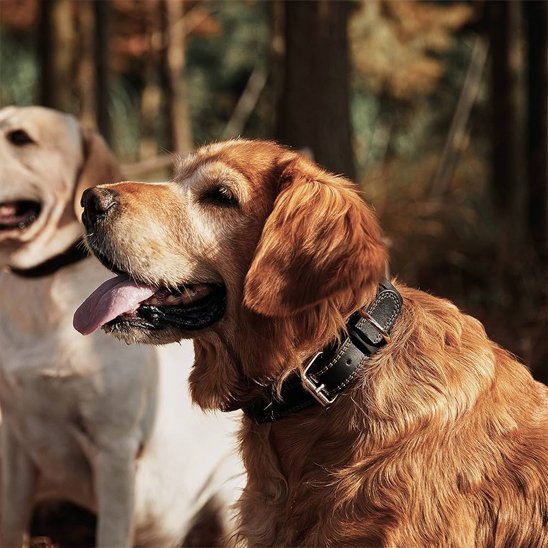 Collier chien golden retriver assis avec son collier en cuir noir
