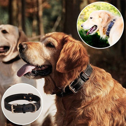 Collier chien golden retriver avec son collier en cuir noir attendant sa promenade