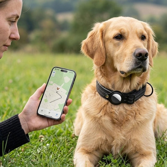 Collier Chien golden retriver avec son collier et sur a gauche le cellulaire de son maitre avec le tracker