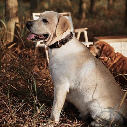 Collier chien labrador blond assis avec son collier en cuir noir