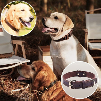 Collier chien labrador blond attendant sa promenade avec son copain golden retriver les deux avec leur collier noir