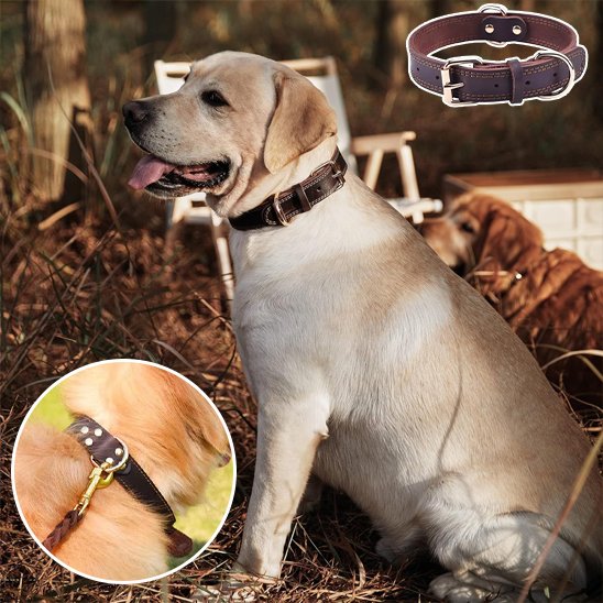 Collier chien labrador blond avec son collier en cuir noir