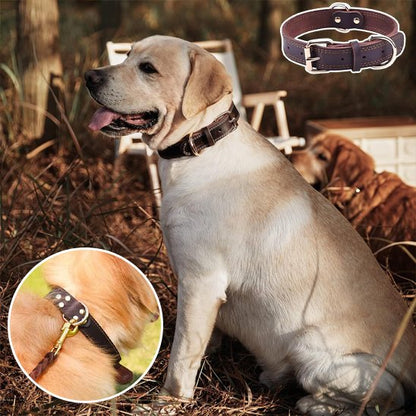 Collier chien labrador blond avec son collier en cuir noir