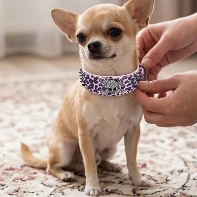 Collier Chien maitre instsllamt un collier rose sur son chiwawa beige
