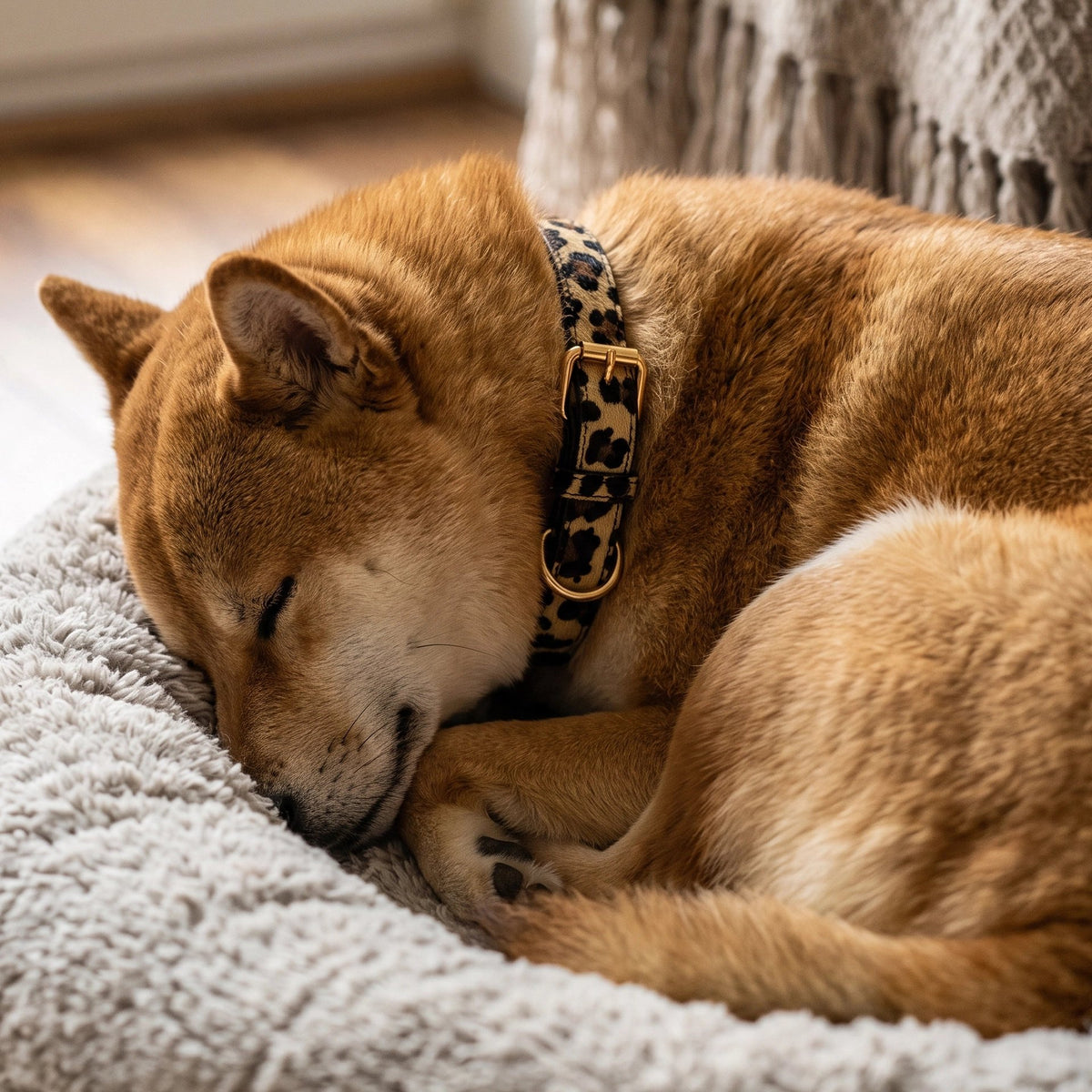 Collier Chien malamut coucher das son panier avec son collier léopard