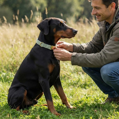 Collier Chien mix labrador brun et noir avec son collier vert dans un parc