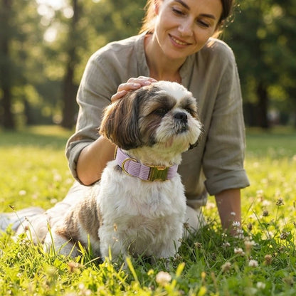 Collier Chien shih tzu ce fesant caresser par sa maitresse avec son collier mauve