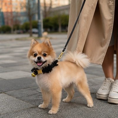 Collier Chien
