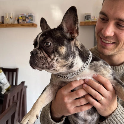Collier pour Chien boston terrier dans les bras de son maitre avec son collier gris métallique