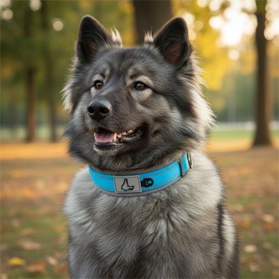 Collier pour Chien Coloris vifs disponibles: proposé en rose, vert, bleu 