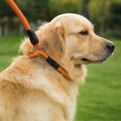Collier pour chien Conception en corde tressée robuste adaptée à un usage quotidien intensif