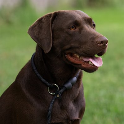 Collier pour chien Confort optimal: Surface douce qui n'irrite pas la peau ni le pelage