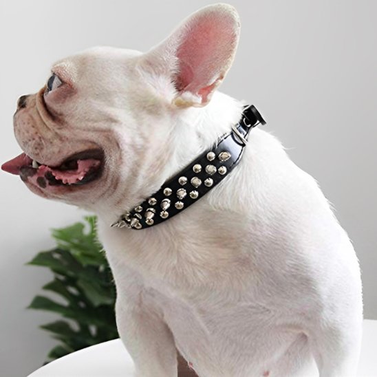 Collier pour chien démonstration du collier sur un pog 