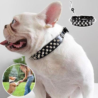 Collier pour chien demonstration du collier sur un pog en morthèse une photo du collier 