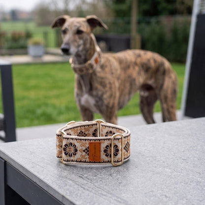 Collier pour Chien en morthèse on voie le collier jaune et en arriere plan un lévrier dans un parc