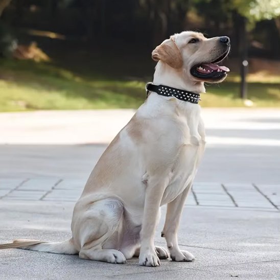 Collier pour chien labrador assis dans un parc avec son collier