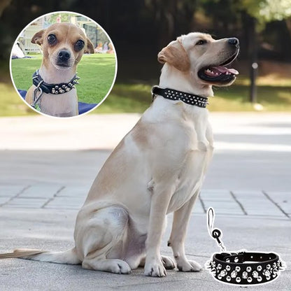 Collier pour chien labrador assis ddans un parc avec son collier