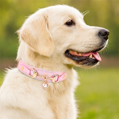 Collier pour Chien labrador blond montrant son collier rose