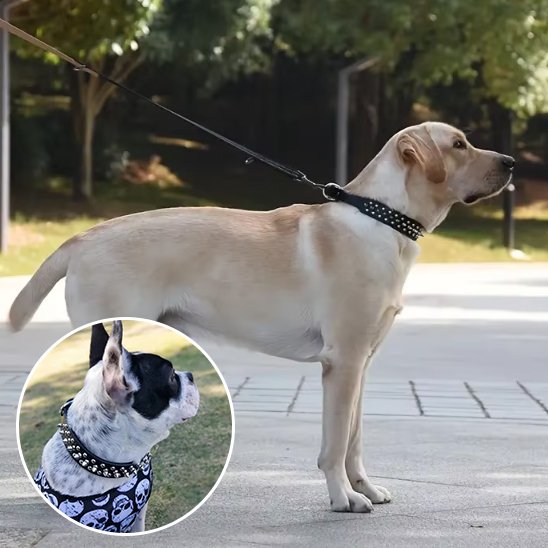 Collier pour chien labrador en promena avec son collier dans un parc