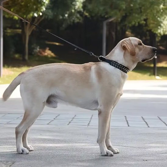 Collier pour chien labrador en promenade avec son maitre