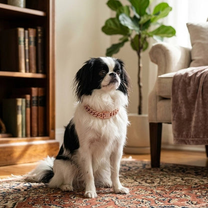 Collier pour Chien pékinois assis dans son salon avec son collier rose dorée