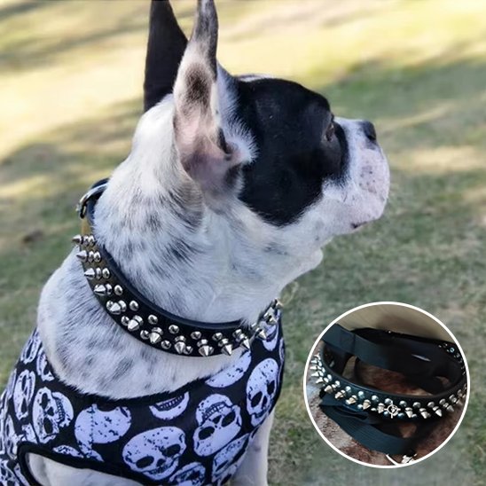 Collier pour chien pog dans un parc a chien avec son collier morthèse une photo du collier 
