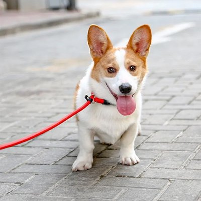 Collier pour chien Polyvalence d'utilisation: Convient aussi bien aux petites qu'aux grandes races