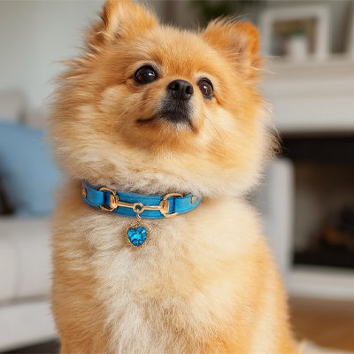Collier pour Chien Pomenarien chesant le fier avec son collier bleu