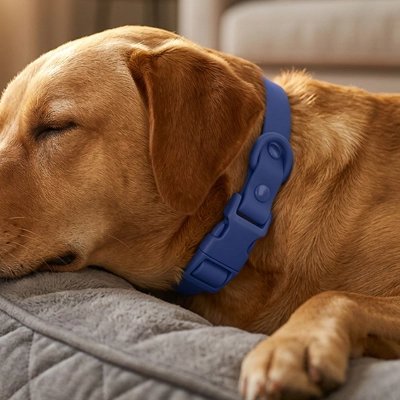 Collier pour Chien Taille modulable pour s'adapter parfaitement au tour de cou de l'animal