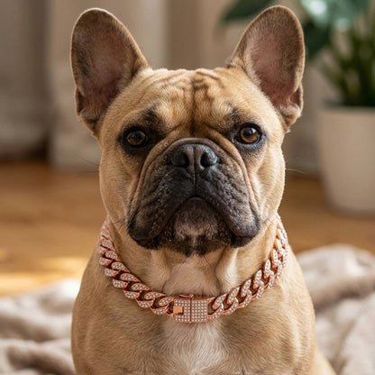Collier pour Chienpog assis dans la maison avec son collier rose dorée mÉtallique