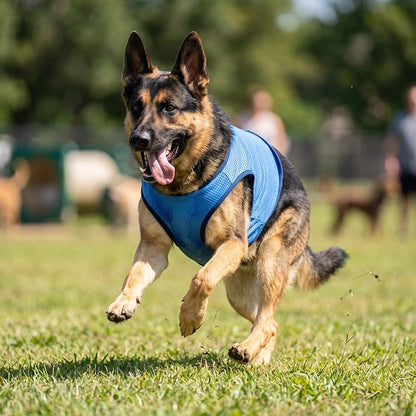 Gilet rafraichissant chien berger allemand courant dans un parc avec son gilet rafraichissant bleu